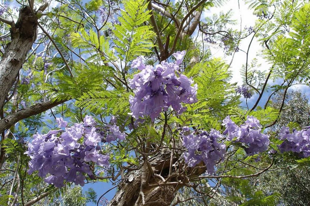 As melhores árvores para proporcionar sombra na porta de casa sem danificar a calçada, segundo especialistas