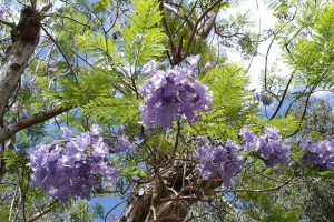 As melhores árvores para proporcionar sombra na porta de casa sem danificar a calçada, segundo especialistas