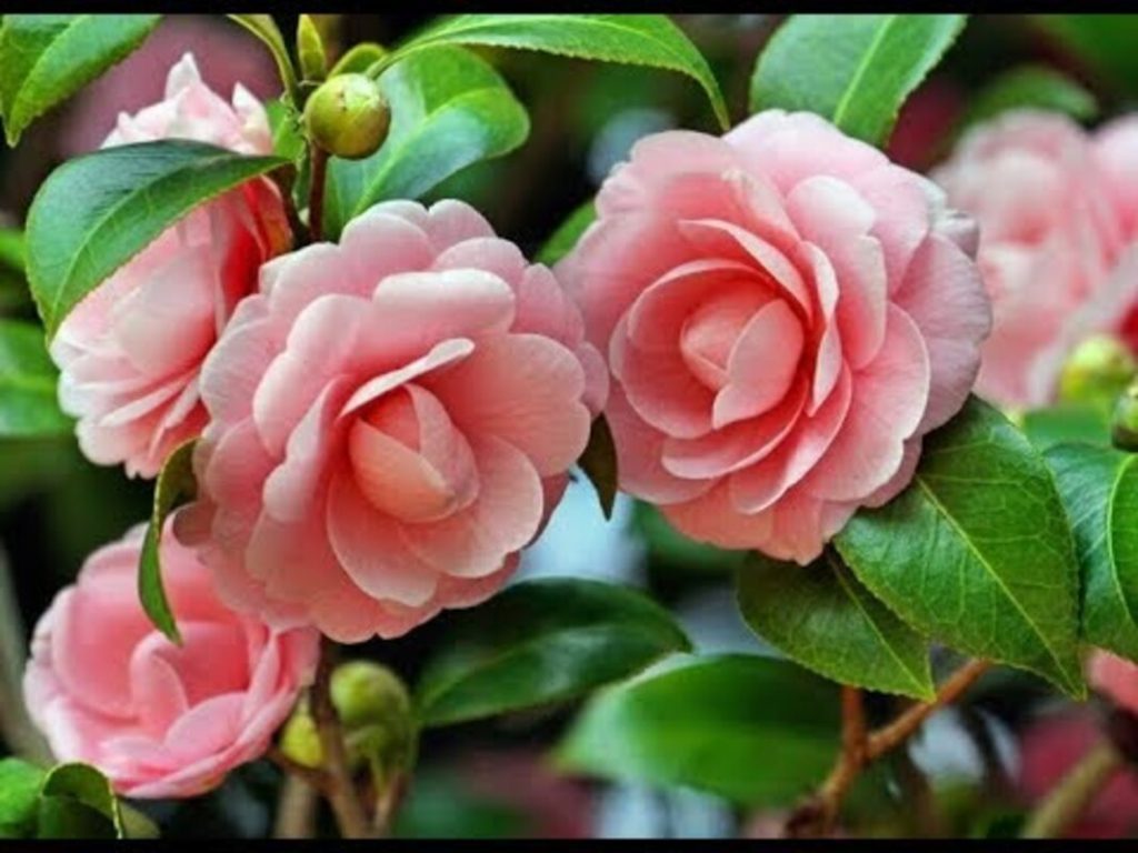 A árvore que cabe em qualquer espaço: opção elegante para transformar seu terraço