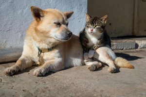 cachorro e um gato passam a ser considerados idosos,