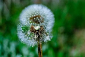 A planta que ajuda a limpar o organismo e combate a retenção de líquidos, segundo a nutrição