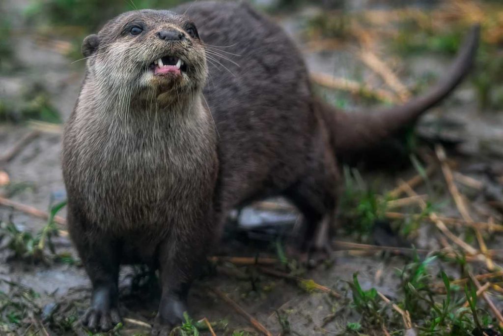 Animal dado como extinto há mais de 100 anos ressurge e renova esperança na preservação da fauna