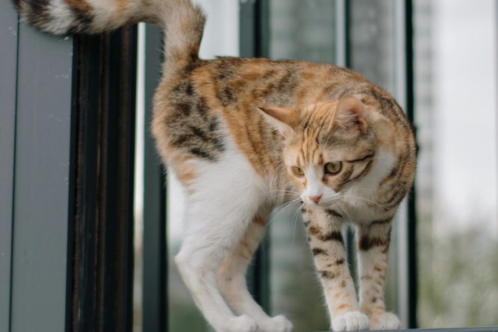 por que os gatos sempre caem em pé