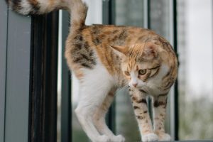 por que os gatos sempre caem em pé