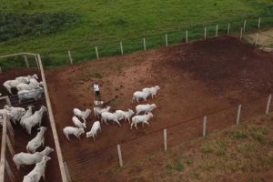Uma das maiores fazendas de confinamento do Brasil, que fica em Goiás, é comprada por Júnior Friboi