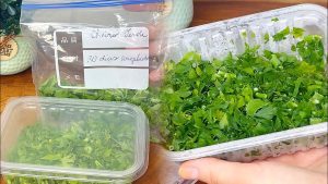 Salsinha e cebolinha