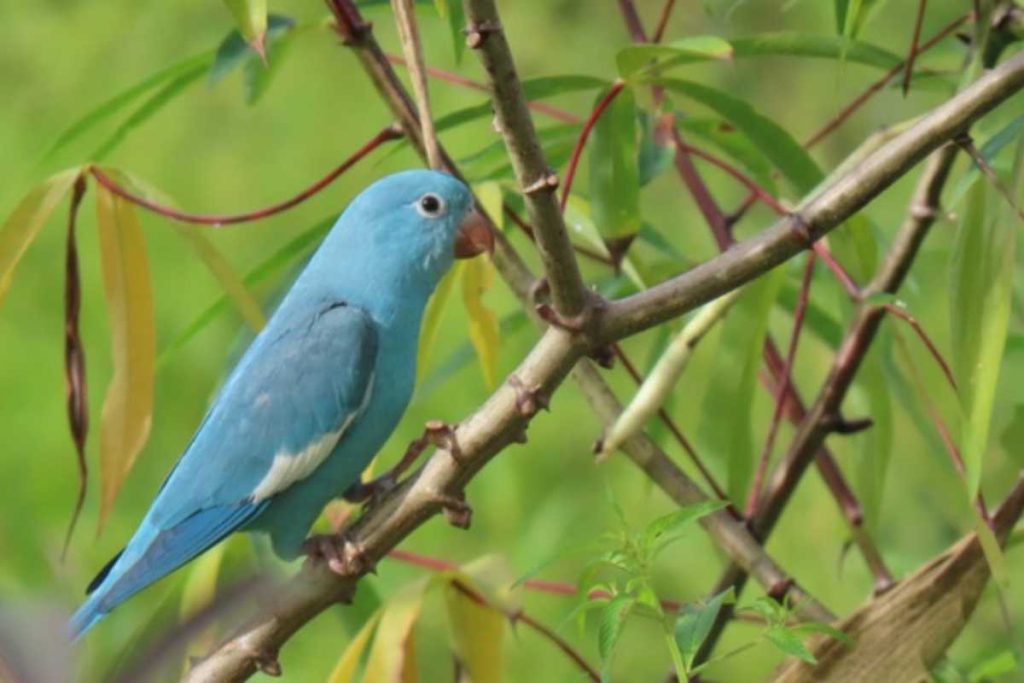 Ave silvestre com alteração genética rara chama atenção no Tocantins
