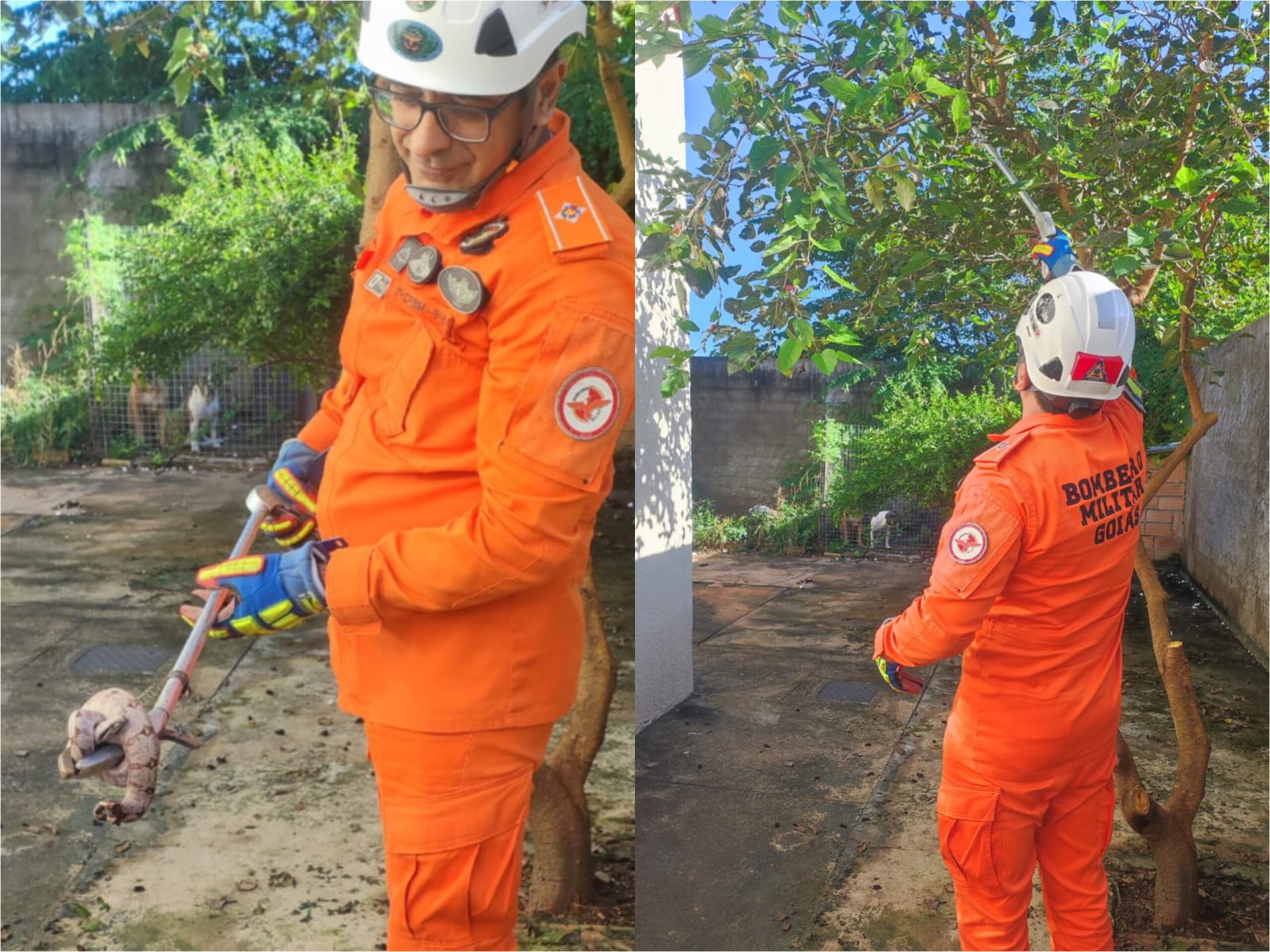 Jiboia é encontrada em quintal de casa e assusta moradores em Caldas Novas