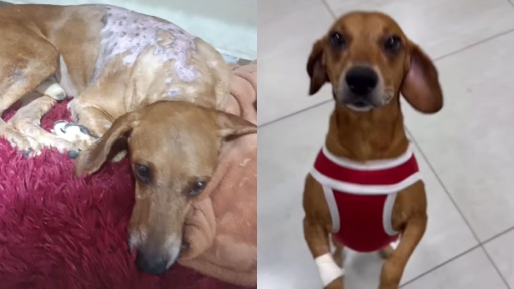 Cão comunitário Jhonny recebeu alta e foi para a casa da nova tutora legal.