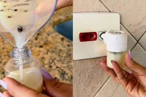 Repelente caseiro para afastar pernilongos