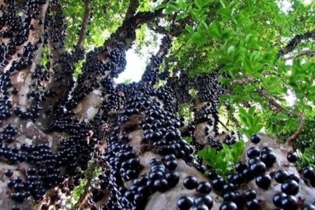 Hidrolândia (GO) abriga o maior pomar de jabuticaba do mundo e ainda produz vinhos e derivados da fruta. Veja como visitar.
