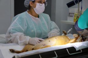Prefeitura de Aparecida realiza mutirão de castração para cães e gatos; veja como se inscrever