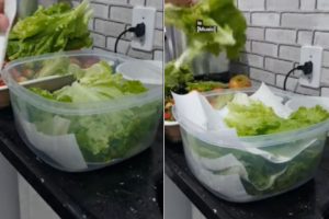 alface durar até duas semanas na geladeira