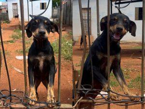 Cachorros seguem abandonados após inquilino fugir de madrugada. (Foto: Davi Galvão)