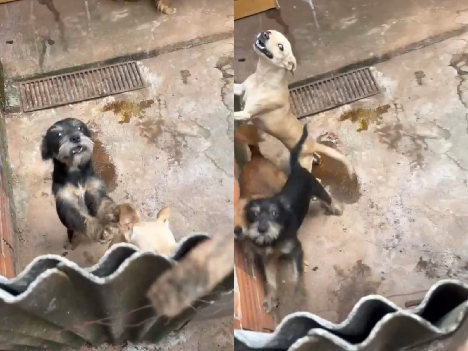 Theo (de pelagem escura), foi adotado por Dona Maria. (Foto: Davi Galvão) 