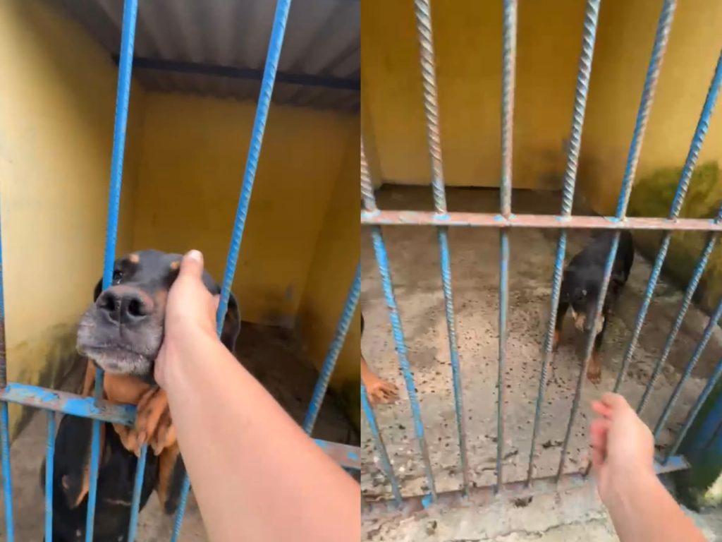 Cadelas foram resgatadas e estão disponíveis para adoção. (Foto: Bem Estar Animal)