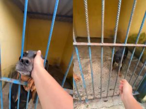 Cadelas foram resgatadas e estão disponíveis para adoção. (Foto: Bem Estar Animal)