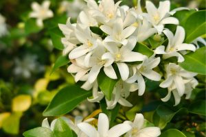 Essa planta popular ajuda a manter a casa livre de baratas
