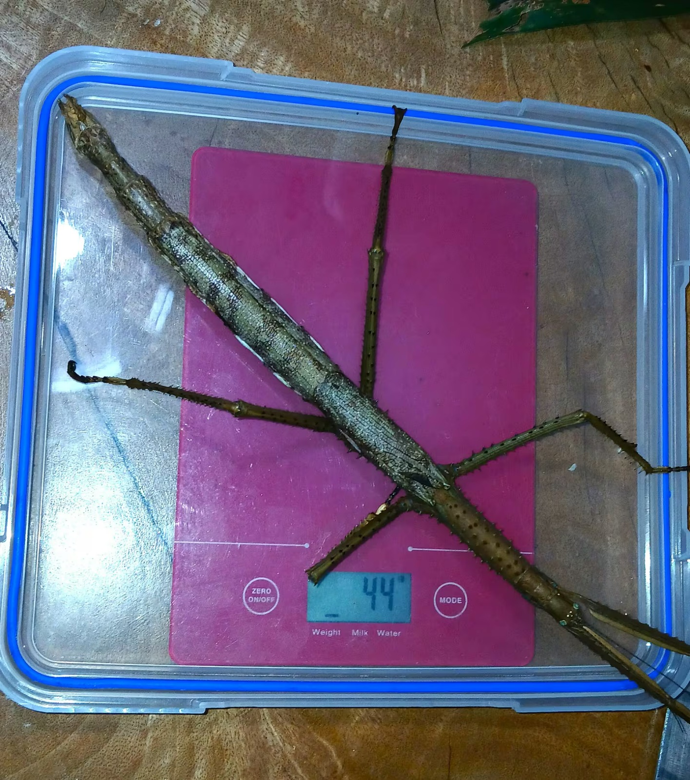 Cientistas descobrem um inseto gigante que tem pernas espinhosas