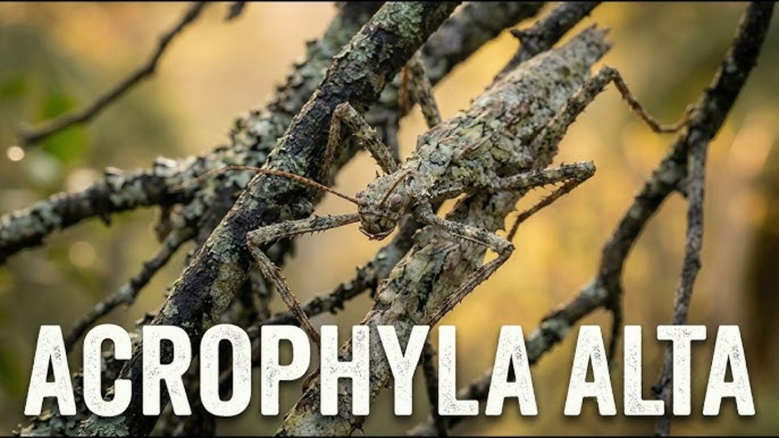 Cientistas descobrem um inseto gigante que tem pernas espinhosas