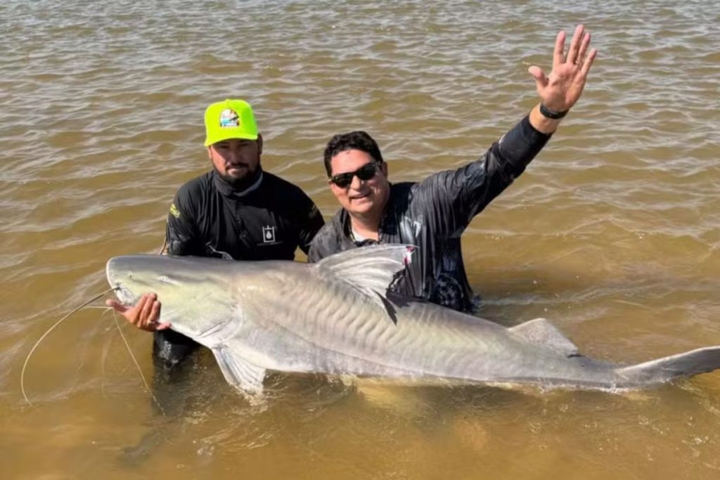 Peixe gigante de quase 2 metros impressiona no Rio Araguai, mas não pode ser consumido