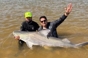 Peixe gigante de quase 2 metros impressiona no Rio Araguai, mas não pode ser consumido