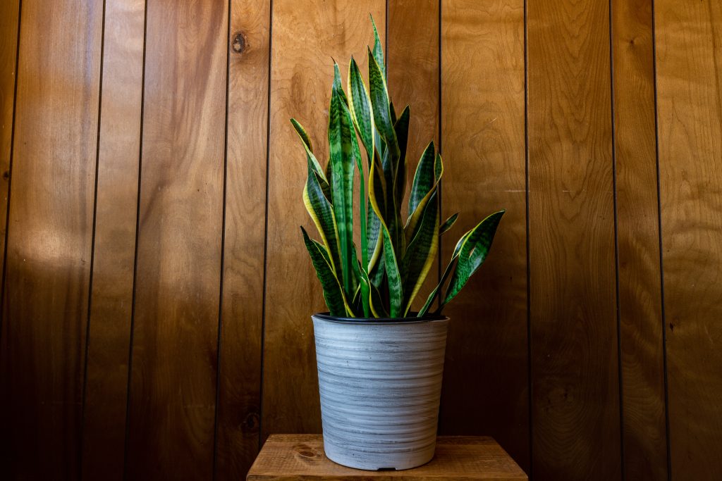 Esqueça o ar-condicionado: a planta para ter em casa que ajuda a refrescar o ambiente de forma natural