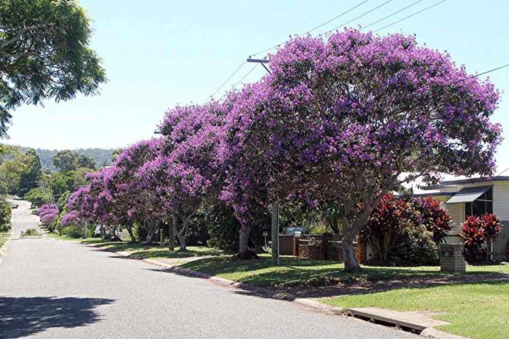 Veja árvores ideais para ambientes com sombra que deixam a casa mais fresca e exigem pouca manutenção no dia a dia.