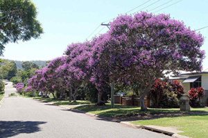 Veja árvores ideais para ambientes com sombra que deixam a casa mais fresca e exigem pouca manutenção no dia a dia.
