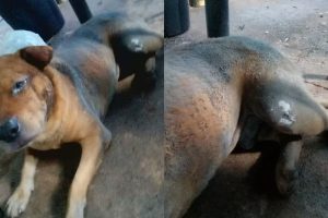 cão sofreu queimadura no corpo