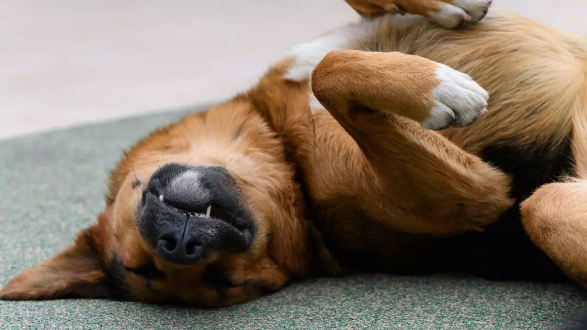Entenda o que significa quando o cachorro dorme de barriga para cima e o que essa posição revela sobre o pet.