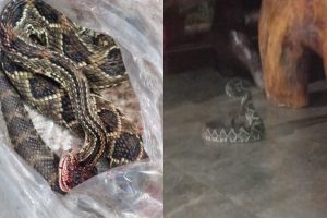 ataque de cascavel cobra