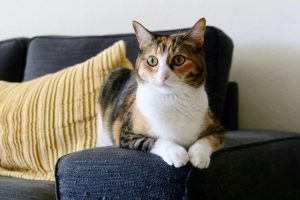 Gato te ignora quando você chega do trabalho