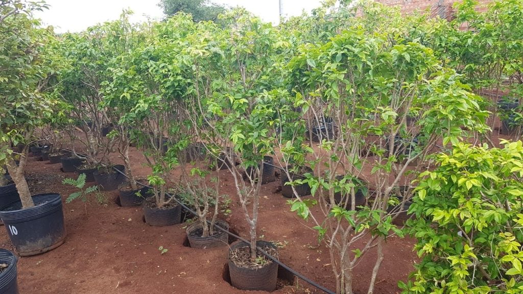 Conheça a árvore que dá frutas e melhor se adapta ao vaso, sendo fácil de cultivar