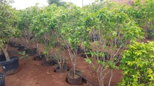 Conheça a árvore que dá frutas e melhor se adapta ao vaso, sendo fácil de cultivar