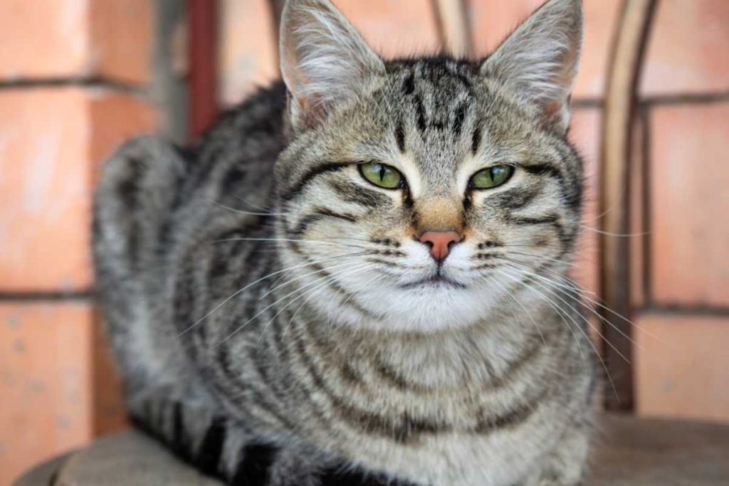 A raça de gato que mais combina com você, segundo o mês em que você nasceu