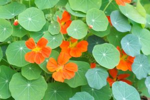 planta que evita pragas no jardim e deixa bonito