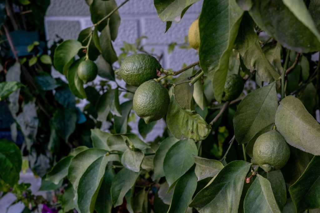 truque simples que faz o limoeiro dar mais frutos
