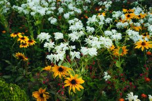 Planta pouco conhecida