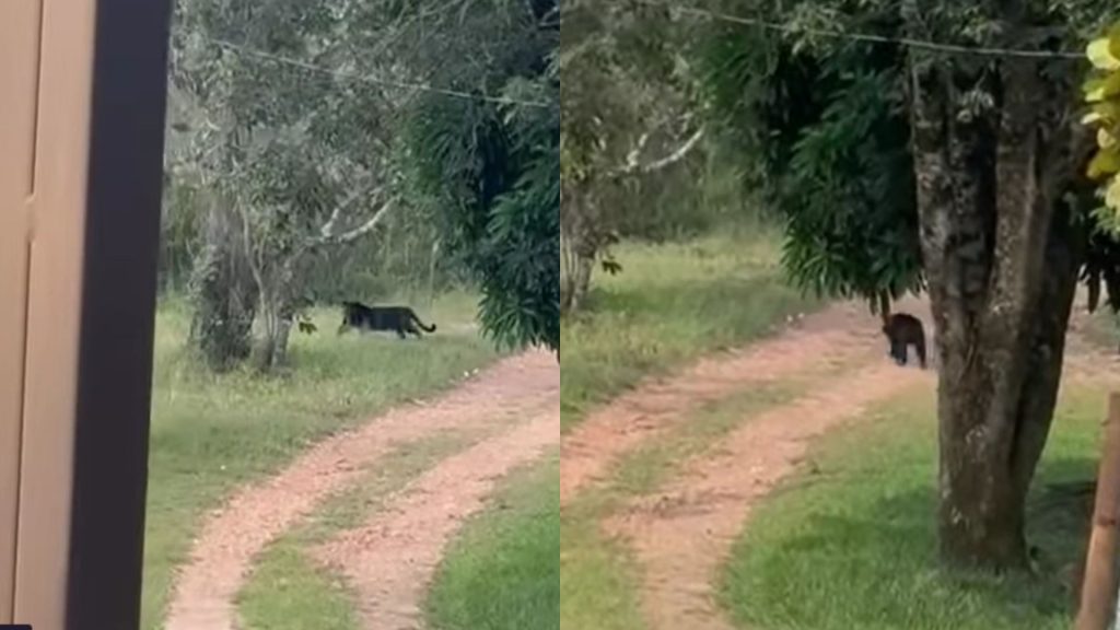 Onça foi flagrada andando pelo Parque Estadual dos Pireneus, em Pirenópolis.