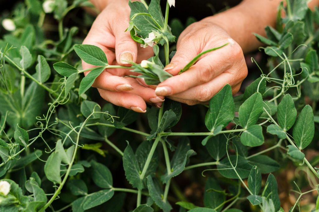 planta medicinal que alivia dore