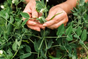 planta medicinal que alivia dore