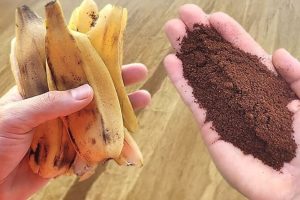 Misturar borra de café com casca de banana