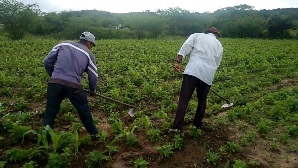 Veja como o tempo de trabalho na roça na infância pode antecipar a aposentadoria no INSS e aumentar o benefício.