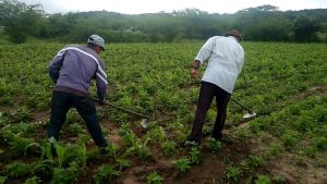 Veja como o tempo de trabalho na roça na infância pode antecipar a aposentadoria no INSS e aumentar o benefício.