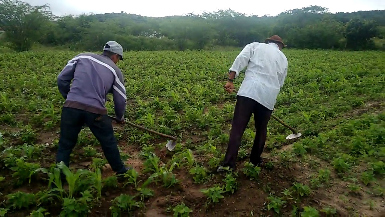Veja como o tempo de trabalho na roça na infância pode antecipar a aposentadoria no INSS e aumentar o benefício.