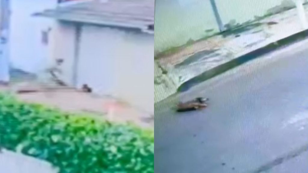 Câmeras flagraram quando cão comunitário foi agredido por idosa em Nerópolis.