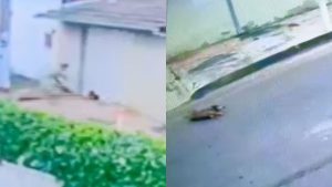 Câmeras flagraram quando cão comunitário foi agredido por idosa em Nerópolis.