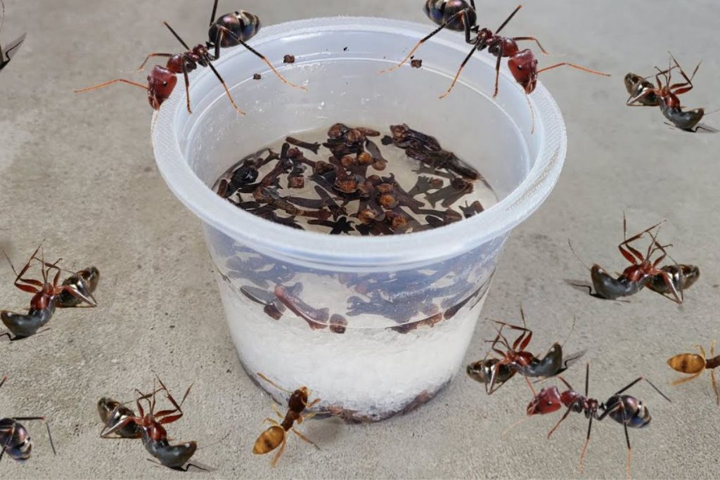 formas eficazes de acabar com formigas em casa