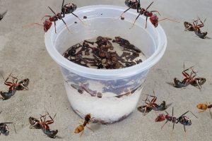 formas eficazes de acabar com formigas em casa